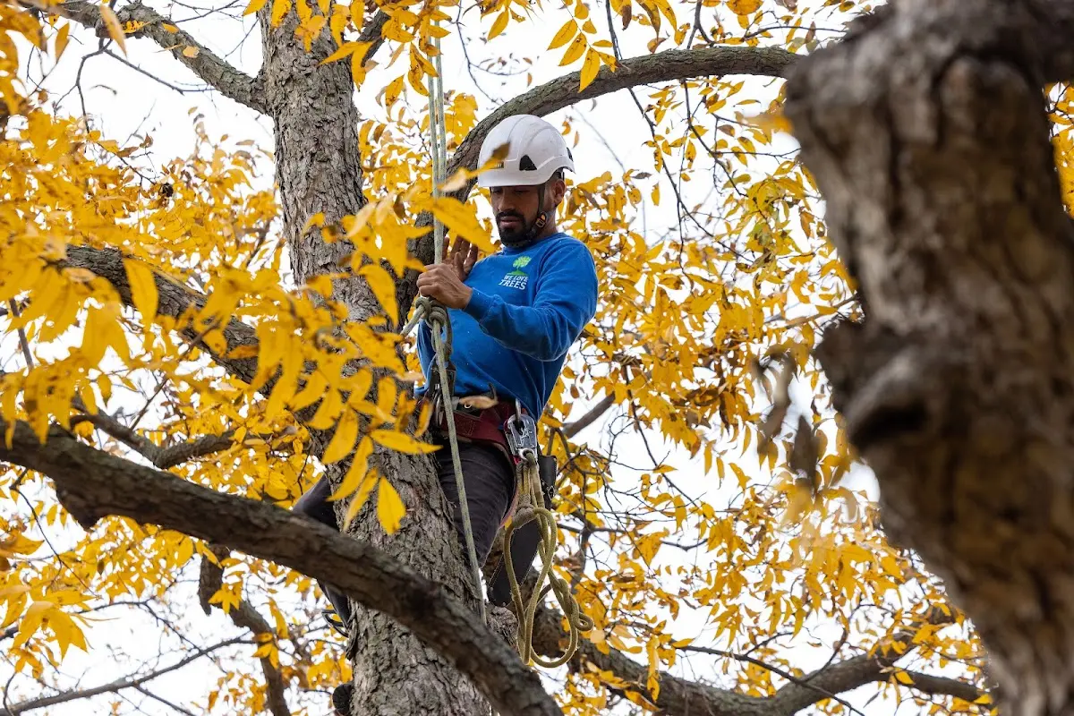 Skilled Tree Planting crew working in Locust